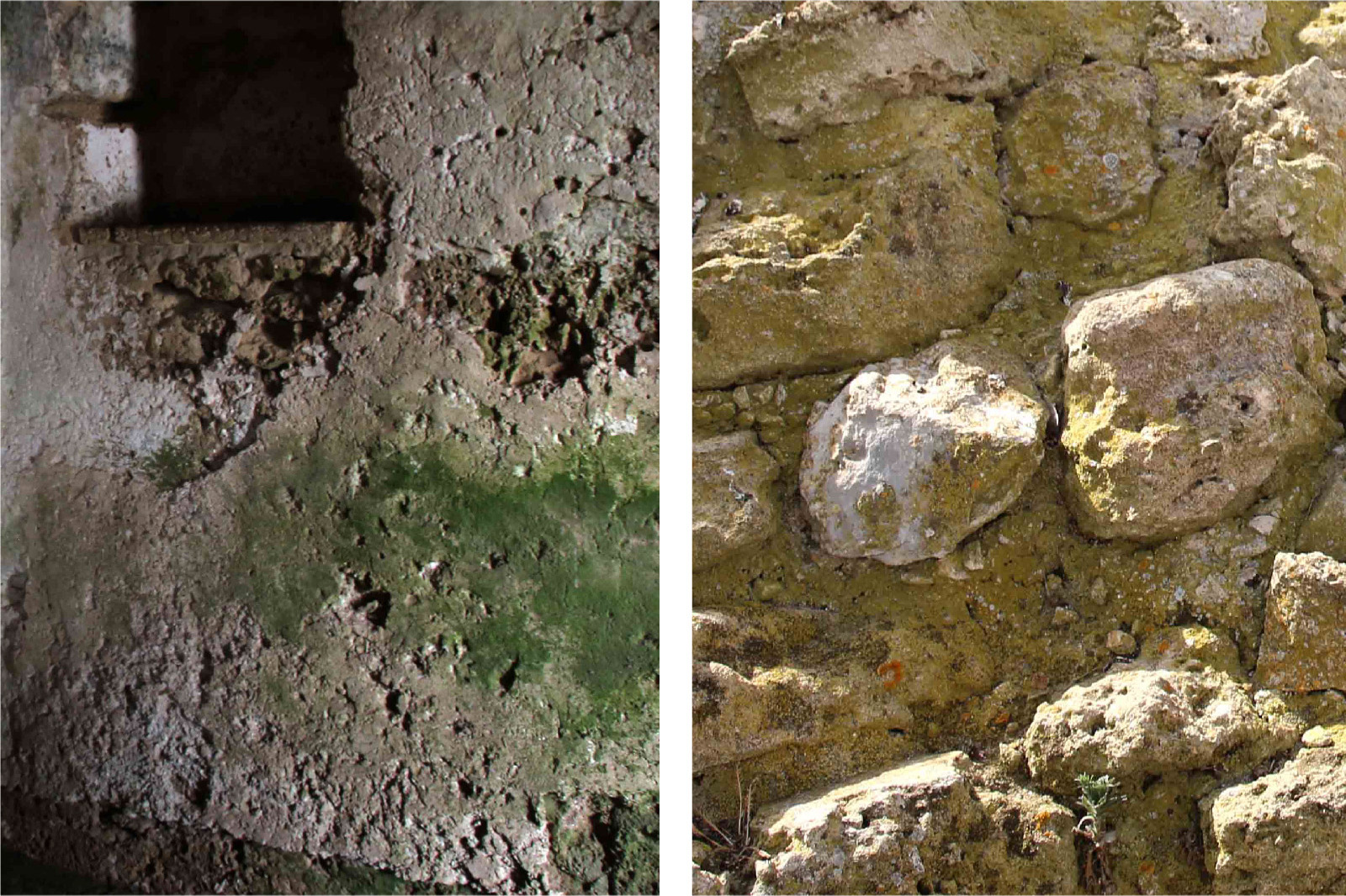 Patina biologica e vegetazione infestante