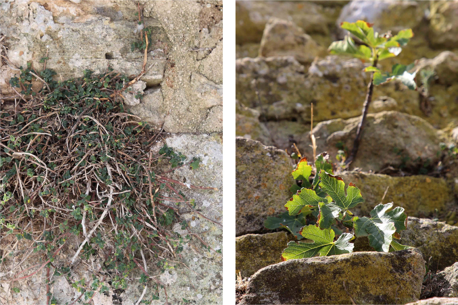 Patina biologica e vegetazione infestante